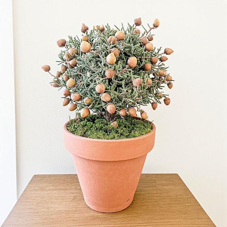 Acorn and Twig Topiary Tree