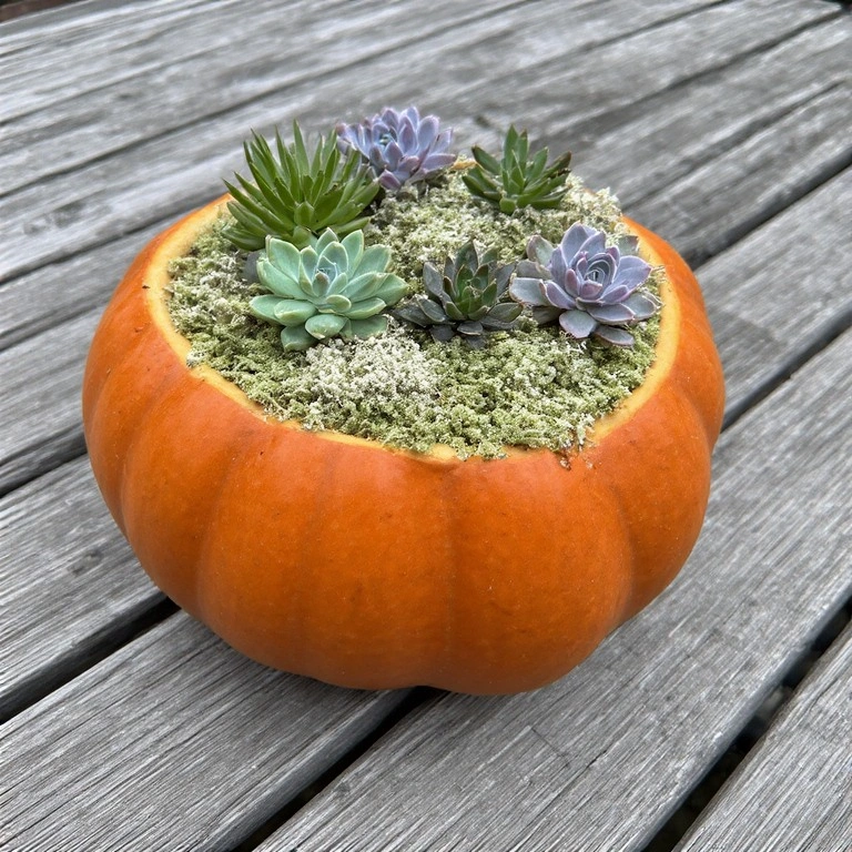 Succulent Pumpkin Planter